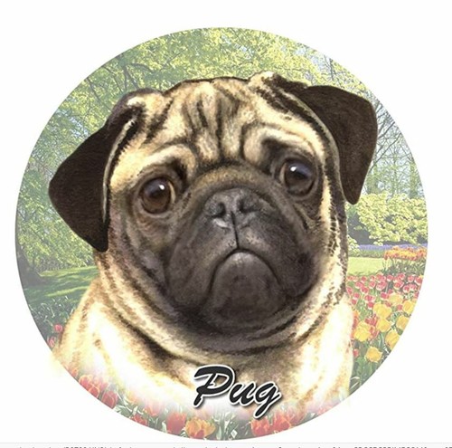 Pug fawn dog - fawn, absorbent
